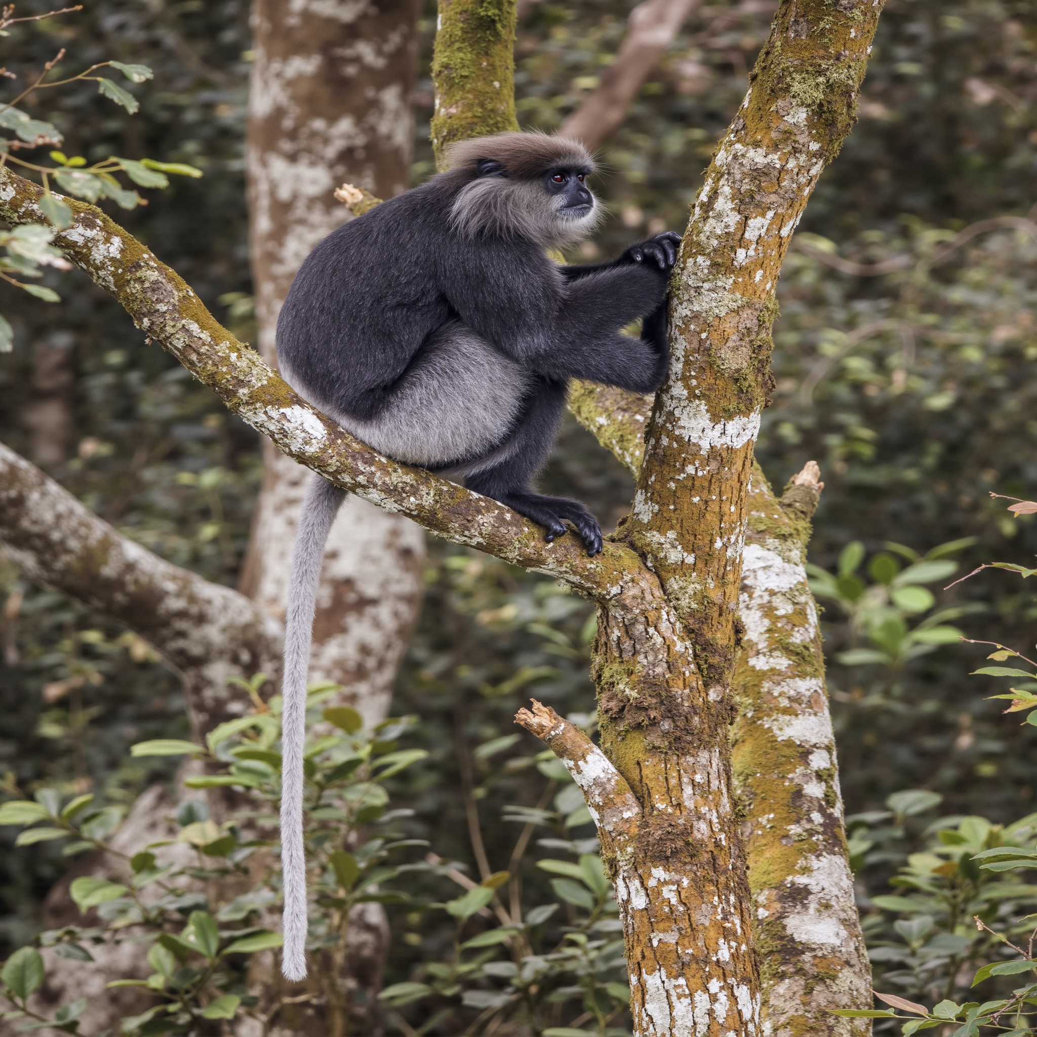 Semnopithecus vetulus (Purple-faced Langur)