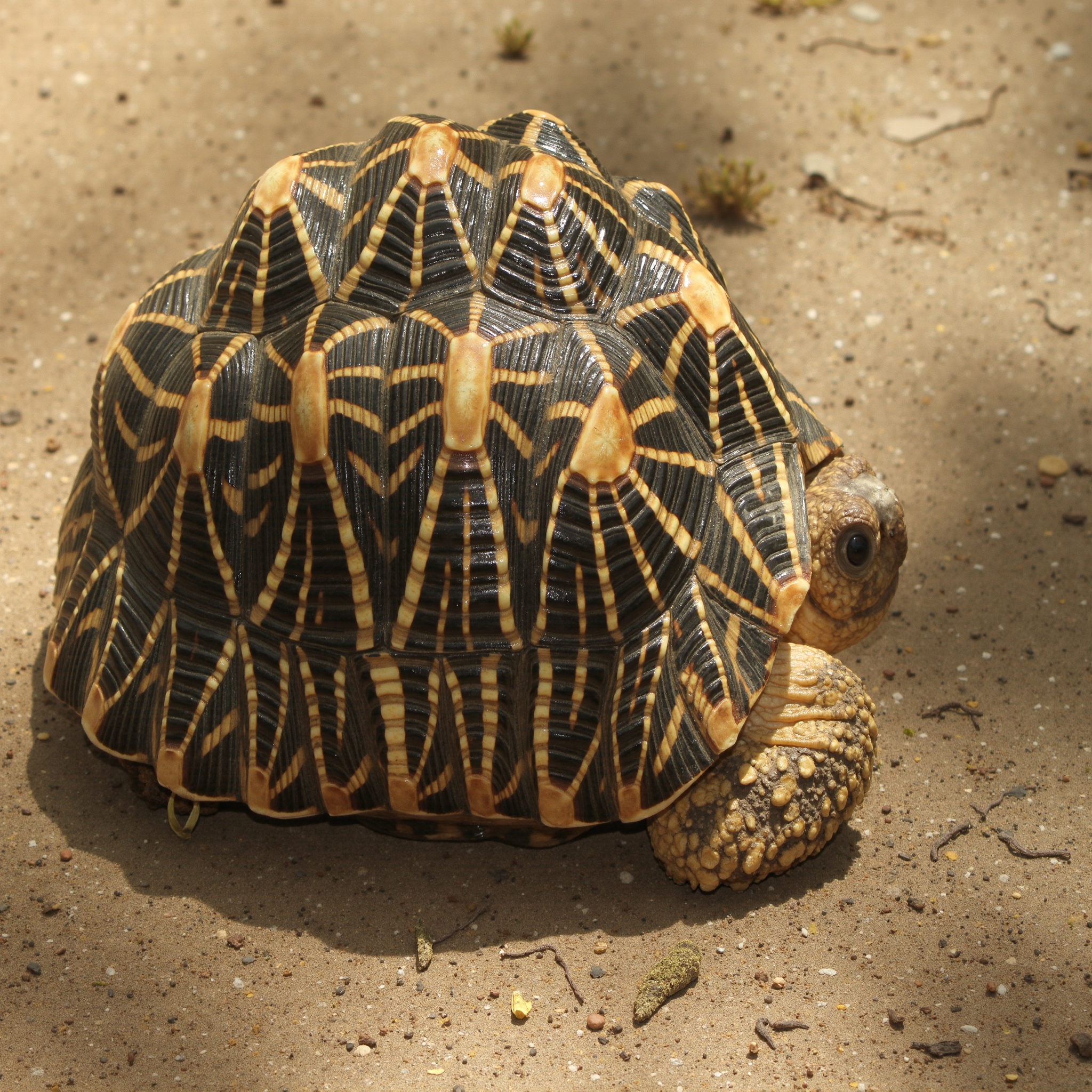 Geochelone elegans (Sri Lankan Star Tortoise)